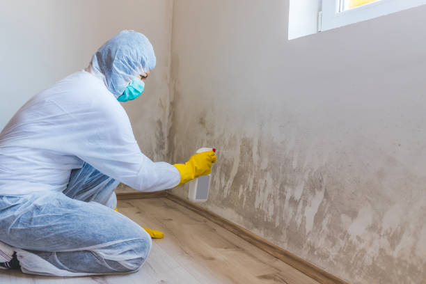 Licensed Mold Remediation service in McHenry, IL - WQB Mold Removal